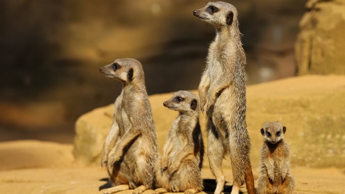Four meerkats standing on sand
