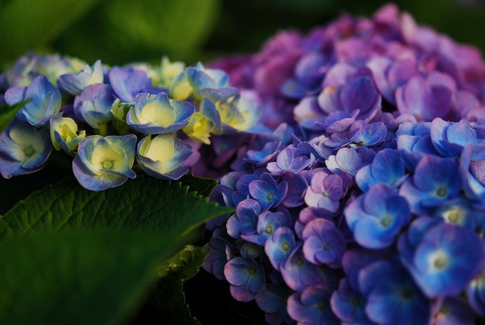 Blue and purple hydrangeas with green leaves