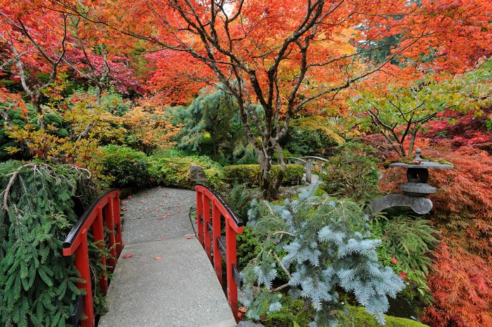Japanese garden with red bridge and autumn foliage