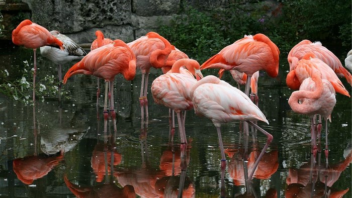 Flamingos standing in water with reflections