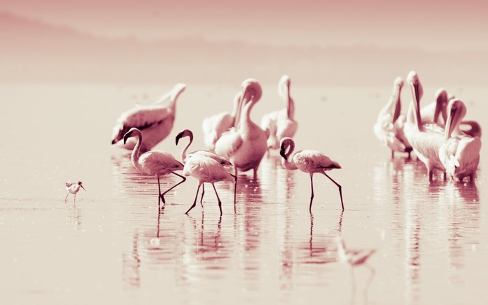 Flamingos and a small bird in shallow water