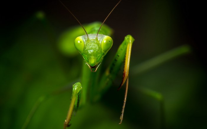 Close-up of a green praying mantis