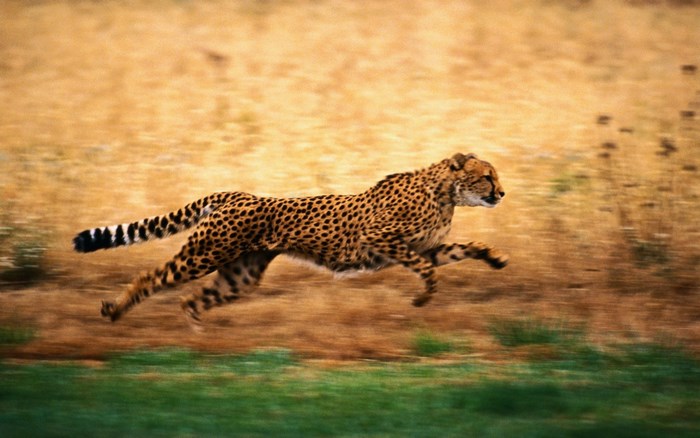 Cheetah running in a dry grassy field