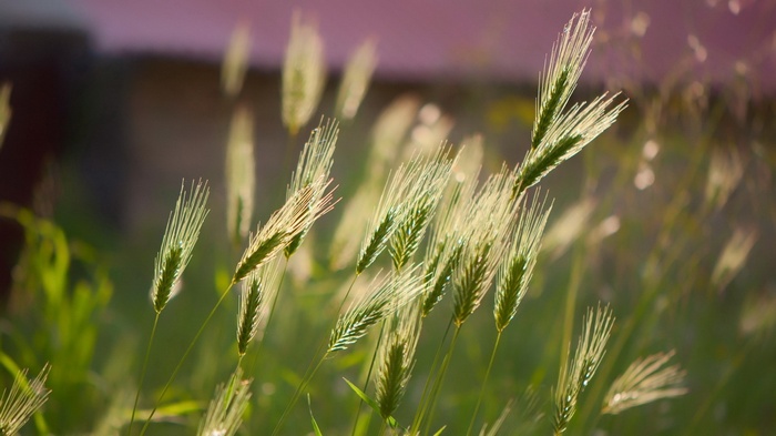 Close-up of wheat ears in sunlight