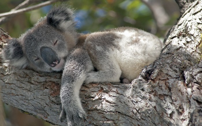 Koala sleeping on a tree branch