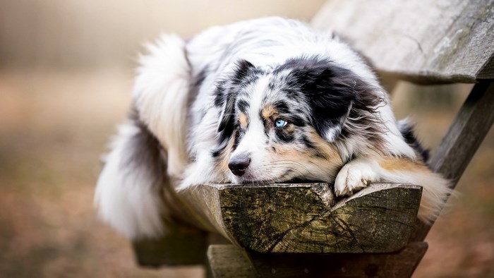 Australian Shepherd dog resting on a wooden bench