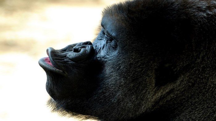 Gorilla with mouth open