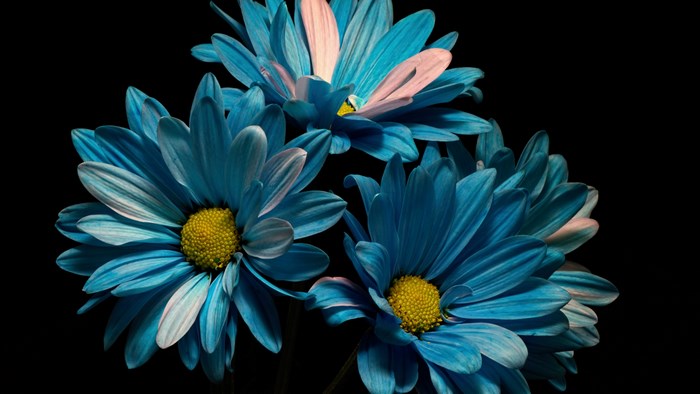 4K Blue Daisies on Black Background