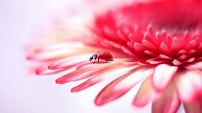 4K Ladybug on Pink Flower Petals