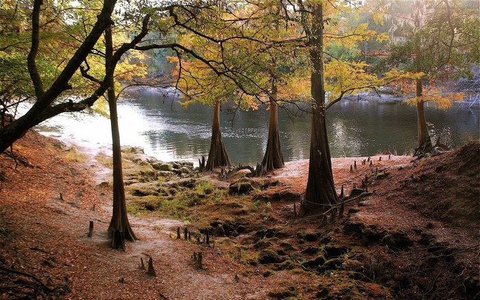 Autumn trees by a river with cypress knees