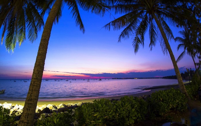 Palm trees on a beach at sunset