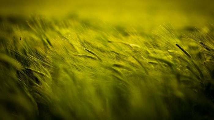 Field of wheat swaying in the wind