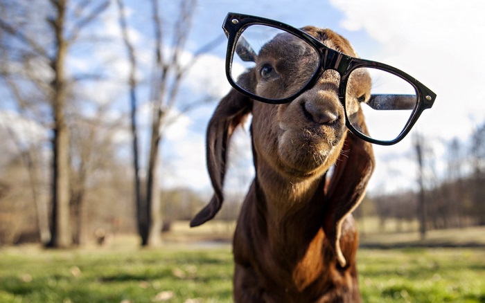 Goat wearing glasses in a field