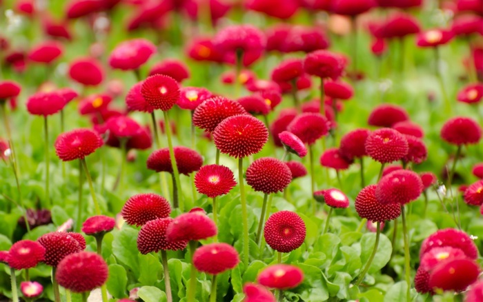 Vibrant Red Flowers in Bloom