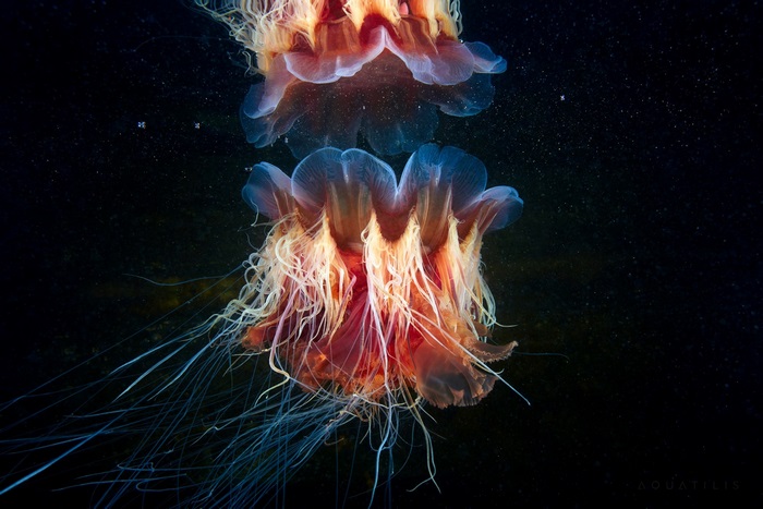 Two Lions Mane Jellyfish Reflected
