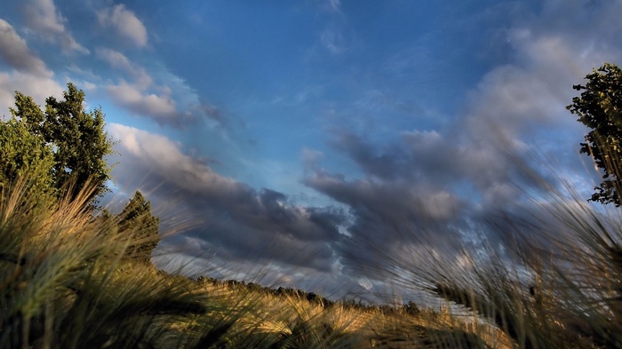 Wheat field under a cloudy sky