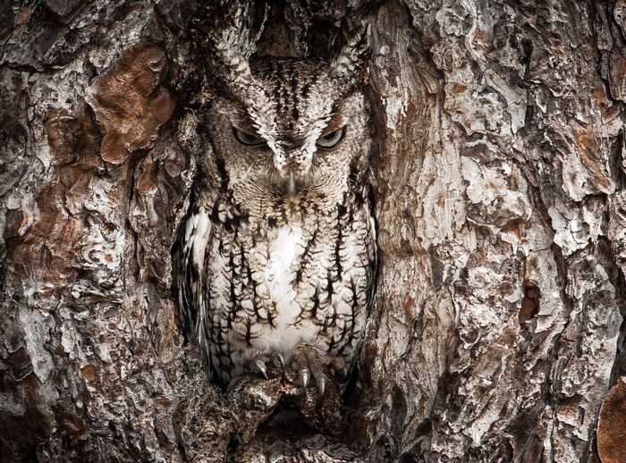 Screech owl camouflaged in tree bark