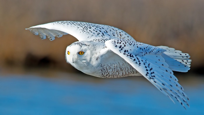 Snowy Owl in Flight 4K