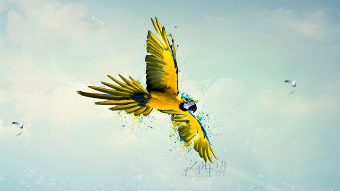 Yellow and Blue Macaw Parrot Flying 4K
