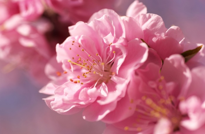 4K Close-up of Pink Sakura Blossoms