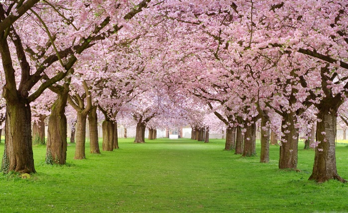 Avenue of cherry blossom trees in bloom
