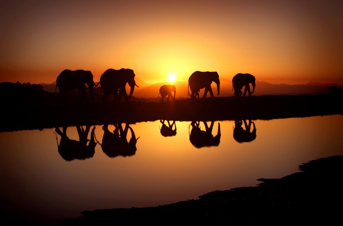 Elephants silhouetted at sunset with reflection