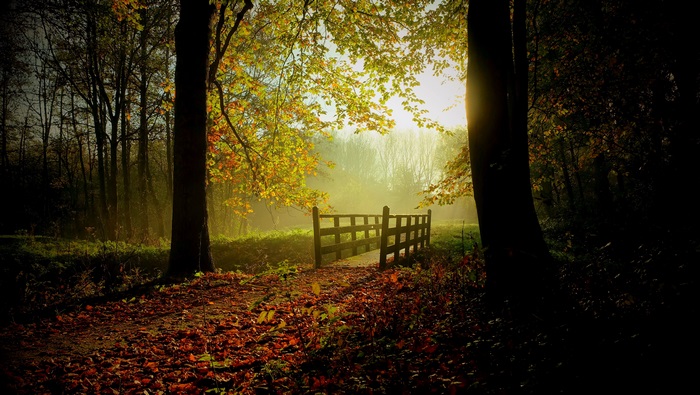 Autumn forest path with wooden bridge and sunbeams