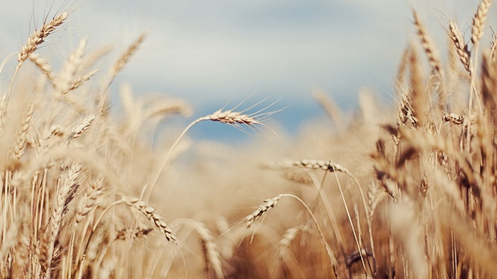 Field of ripe wheat under a cloudy sky