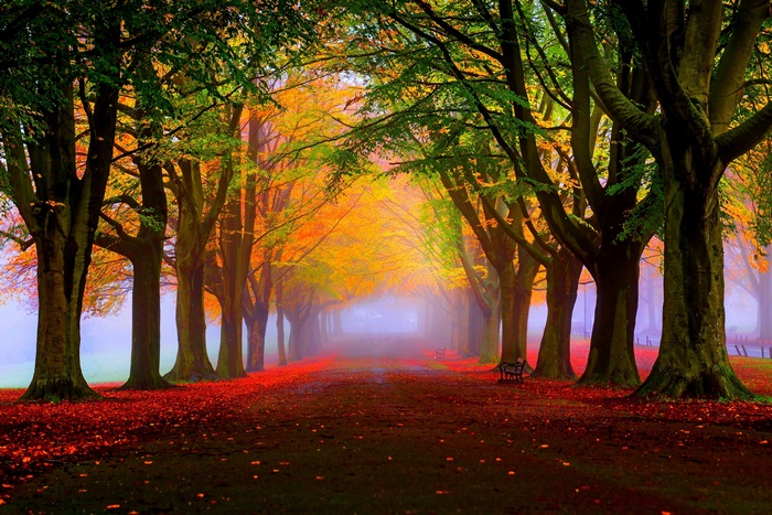Autumn tree-lined path with fallen leaves and fog