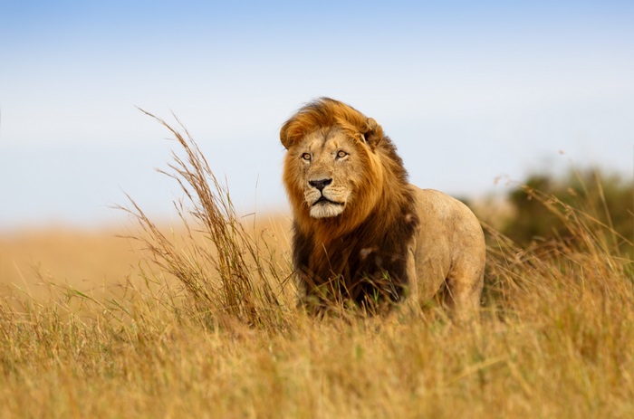 Lion in tall grass, 4K
