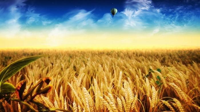 Hot air balloon over a wheat field at sunset