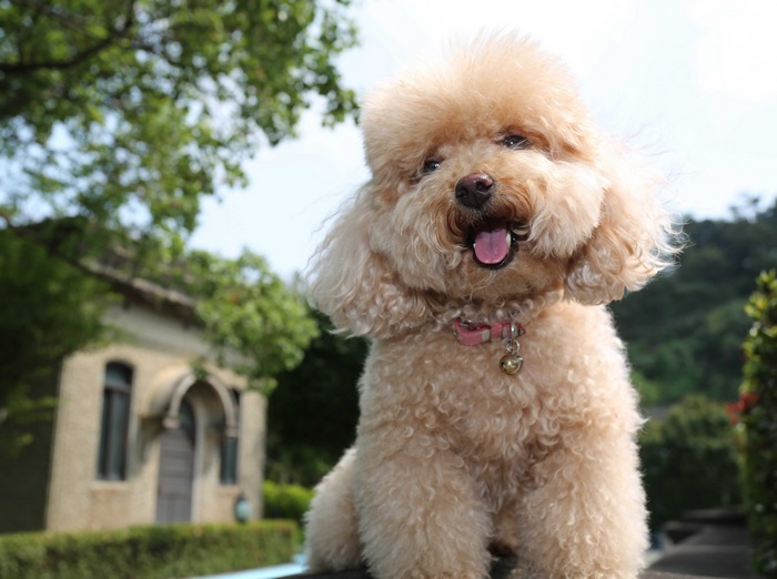 Toy poodle with pink collar in outdoor setting