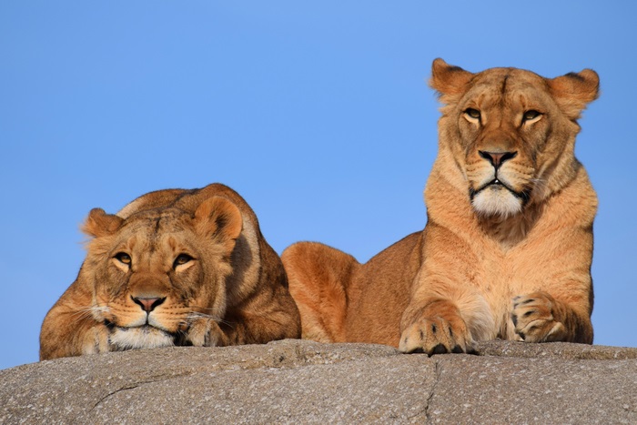 Two Lions Relaxing Under Clear Blue Sky 4K