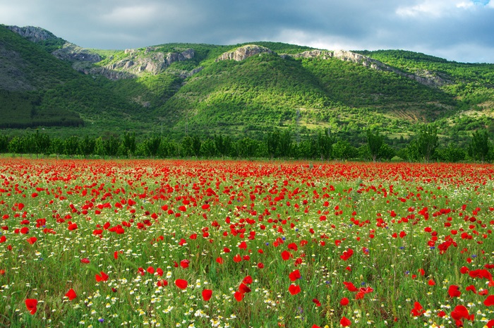 Field of poppies with mountains