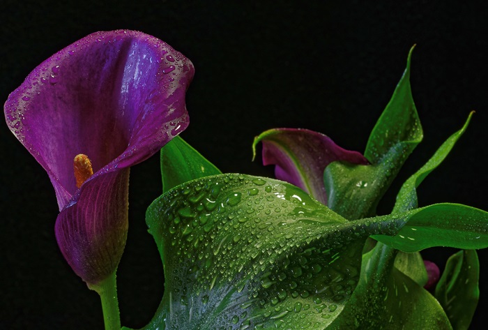 Purple Calla Lilies with Water Droplets 4K
