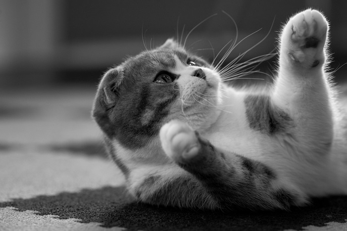 4K Close-Up of Playful Cat Lying Down