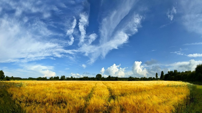 Golden wheat field under a blue sky with clouds