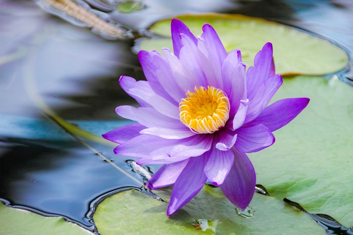 Purple water lily with yellow center on pond