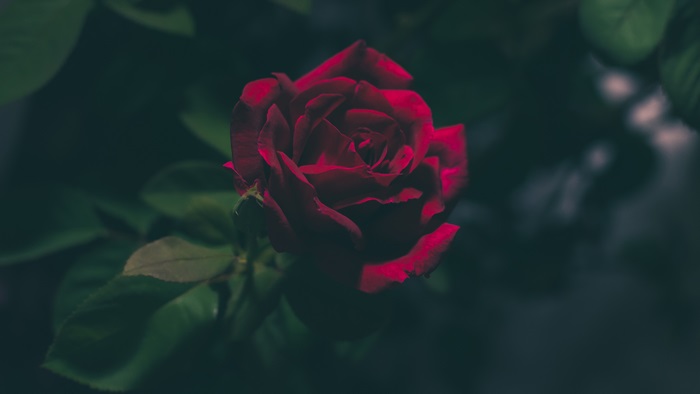 Red rose 4K