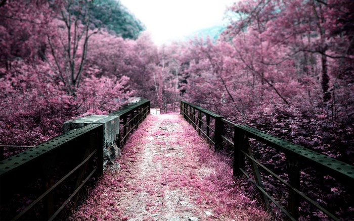 Pink forest landscape with a bridge