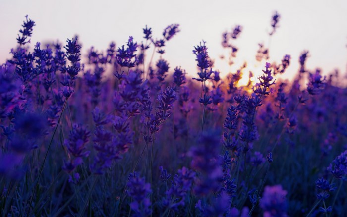 Field of purple lavender flowers at sunset