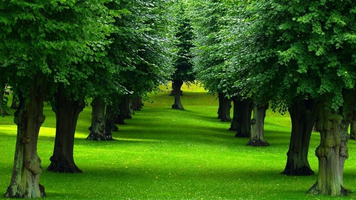 A tree-lined path in a green park