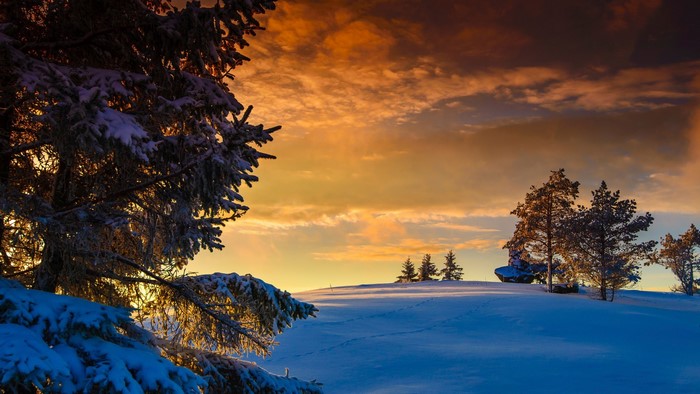 Snowy landscape with trees at sunset