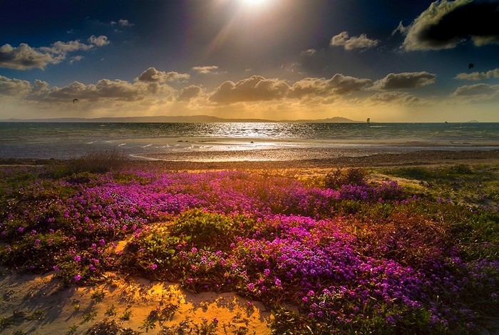 Beach with magenta flowers and sun rays over the sea