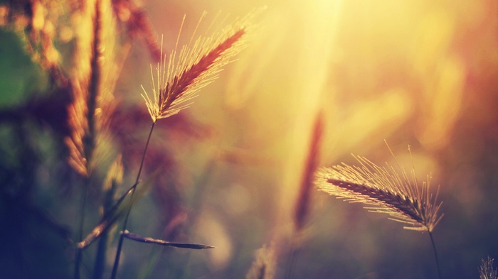Close-up of wheat ears in golden sunlight