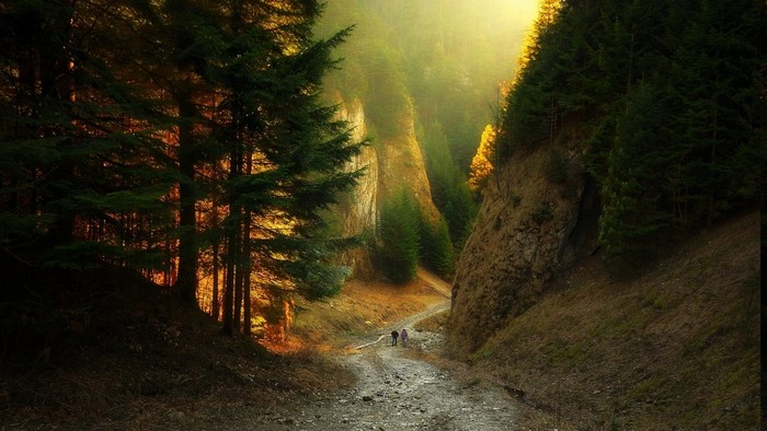 Dirt road through a forest canyon with sunlight