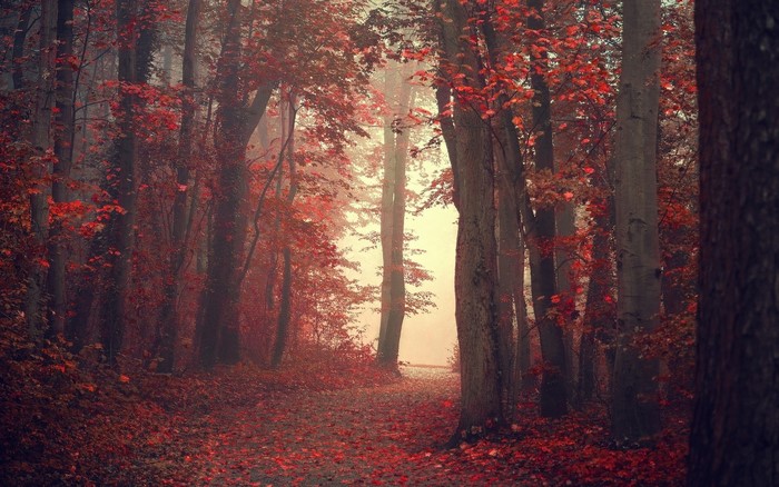 Misty Forest Path with Red Autumn Leaves