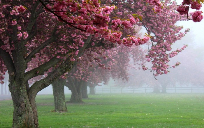 Cherry blossom trees in bloom with mist and green grass