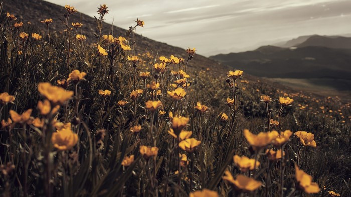 Yellow wildflowers on a mountain slope under an overcast sky