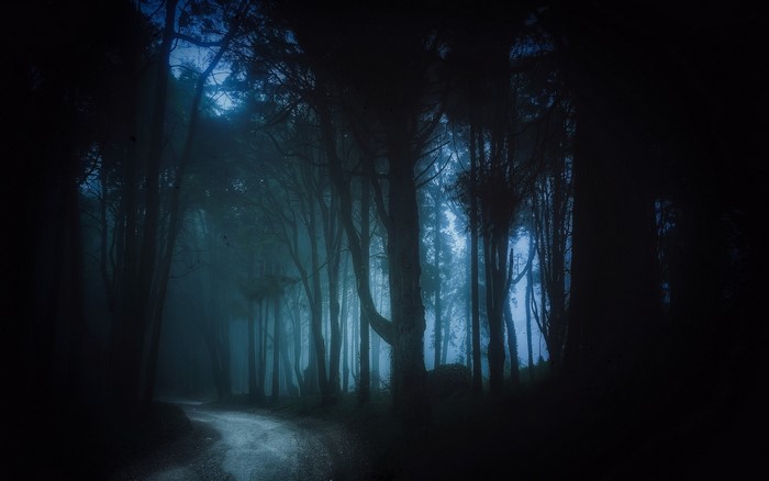 Dark forest path with mist and trees